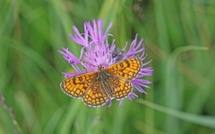 Melitaea parthenoides
