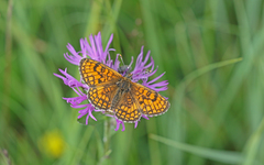 Melitaea parthenoides