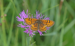 Melitaea parthenoides
