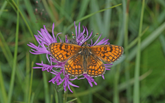 Melitaea parthenoides