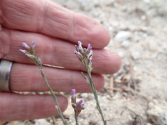 Boechera perennans