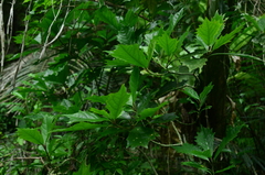 Aucuba chinensis