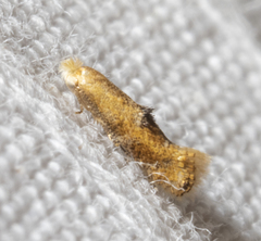 Bucculatrix coronatella