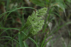 Polypogon fugax