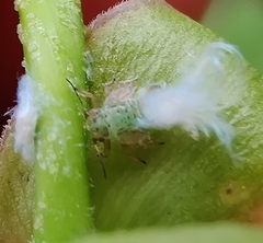 Psylla buxi