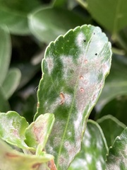 Erysiphe euonymicola