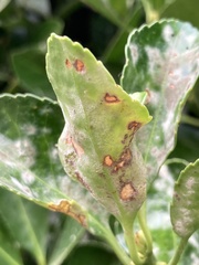 Erysiphe euonymicola