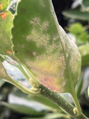 Erysiphe euonymicola