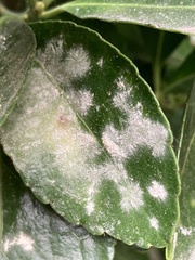 Erysiphe euonymicola