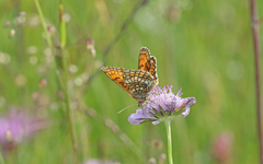 Melitaea parthenoides