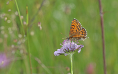 Melitaea parthenoides