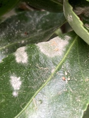 Erysiphe euonymicola