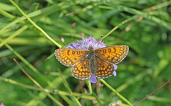 Melitaea parthenoides