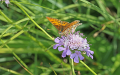 Melitaea parthenoides