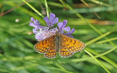 Melitaea parthenoides