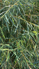 Salix
