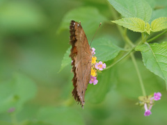 Doleschallia bisaltide