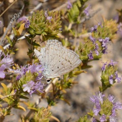 Polyommatus albicans