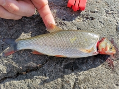 Leuciscus idus