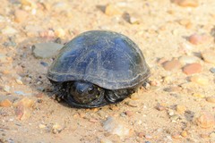 Kinosternon subrubrum hippocrepis