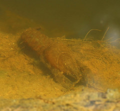 Faxonius limosus