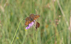 Melitaea diamina