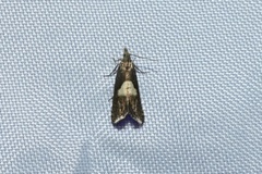 Dichrorampha simulana