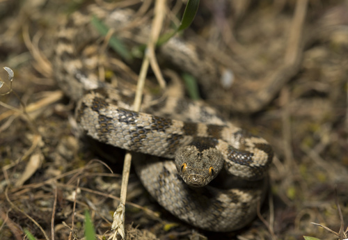 Cat Snake, Магарамкентский р-н, Респ. Дагестан, Россия, photo 9 of 10