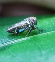 Idioscopus nitidulus