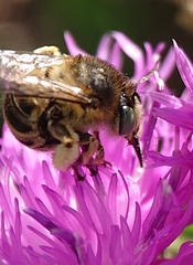 Anthophora bimaculata