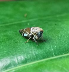 Idioscopus nitidulus