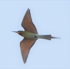 Merops philippinus