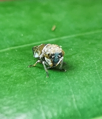 Idioscopus nitidulus