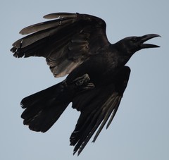 Corvus macrorhynchos