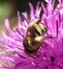Anthophora bimaculata