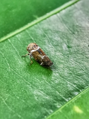 Idioscopus nitidulus