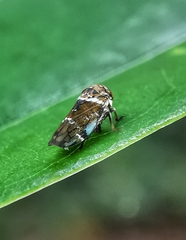 Idioscopus nitidulus