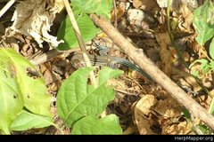 Aspidoscelis lineattissimus