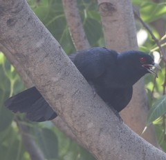 Eudynamys scolopaceus