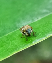 Idioscopus nitidulus