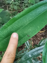 Idioscopus nitidulus