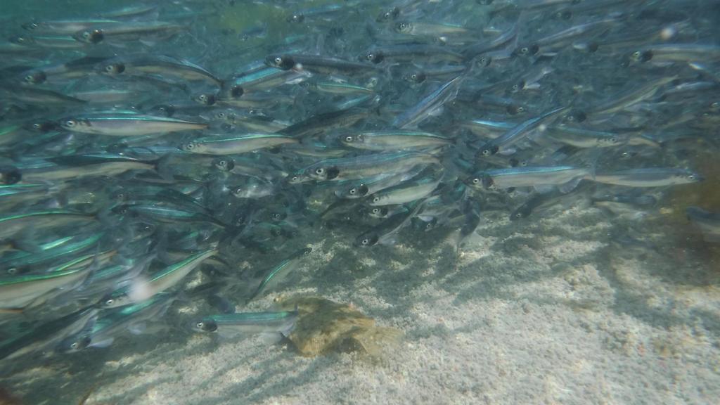 Capelin