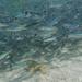 Atlantic Capelin - Photo (c) Tom Clenche, some rights reserved (CC BY-NC), uploaded by Tom Clenche