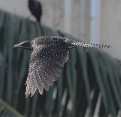 Eudynamys scolopaceus
