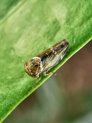 Idioscopus nitidulus