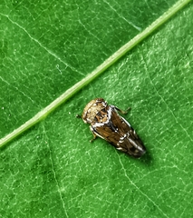 Idioscopus nitidulus