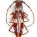 Elaphidion mimeticum - Photo (c) Mike Quinn, Austin, TX, some rights reserved (CC BY-NC), uploaded by Mike Quinn, Austin, TX