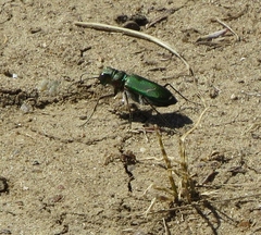 Cicindela purpurea