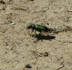 Cicindela purpurea