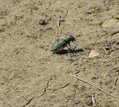 Cicindela purpurea